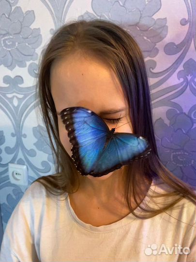 Мини-ферма бабочек