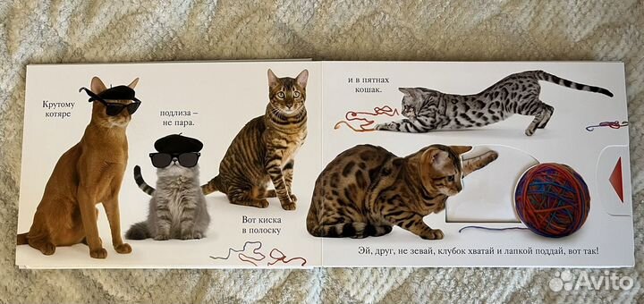 Мэтью ван флит мяу