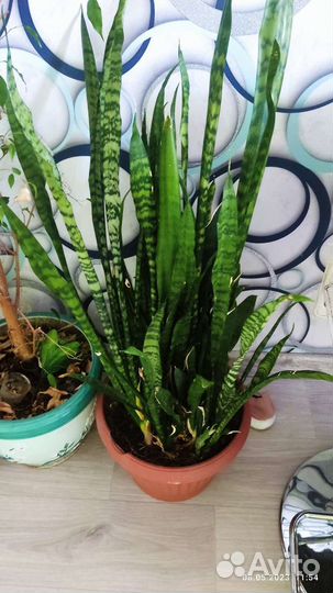 Сансевиерия