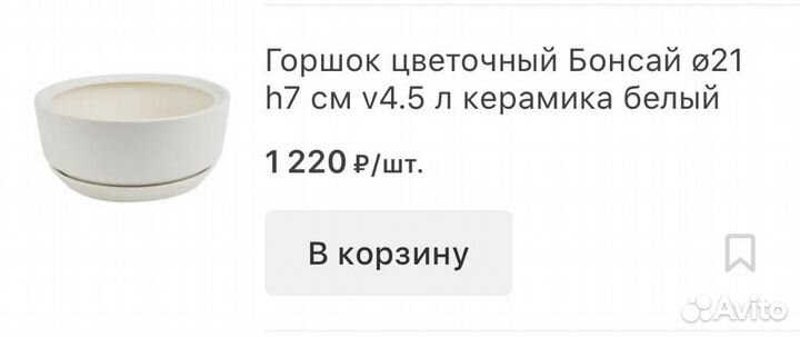 Кактус в керамическом кашпо
