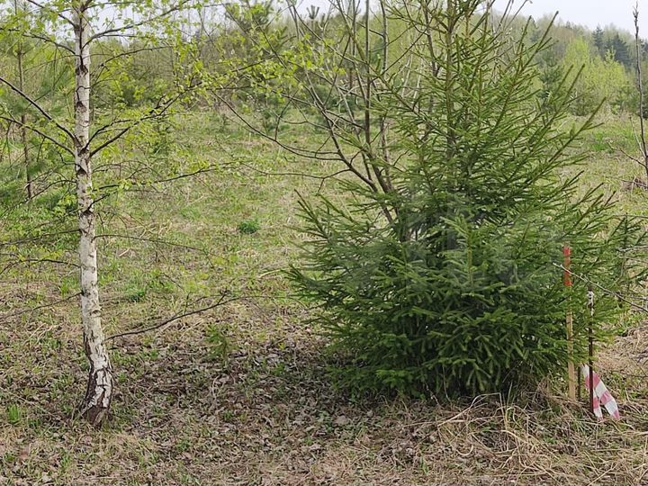 Участок 8 сот. (ИЖС)