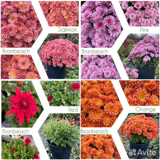 Хризантама Мультифлора