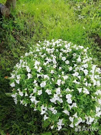 Вегетативная петуния