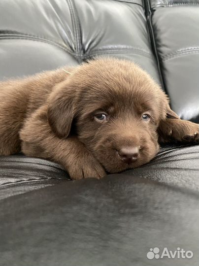 Лабрадор ретривер