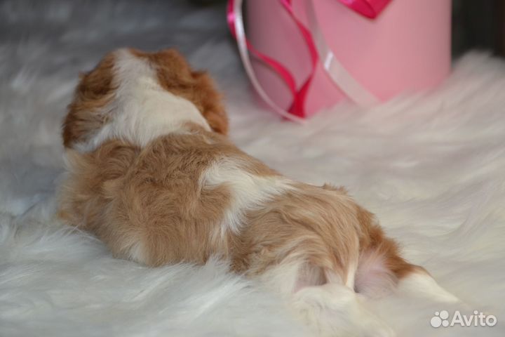 Мальчик кавалер кинг чарльз спаниель