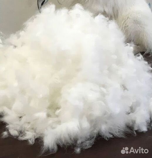 Шерсть самоеда,шерсть самоедской лайки