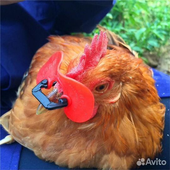 Очки куриные от расклева яиц