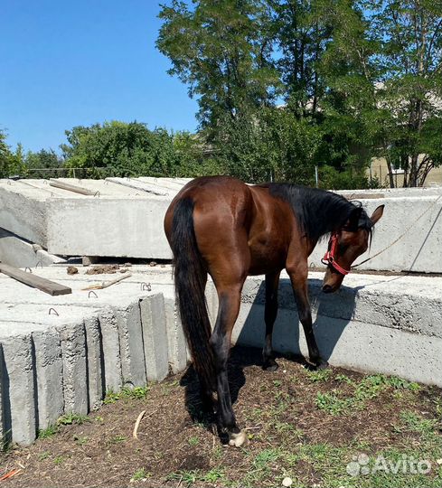 Элитная кобылка Къ