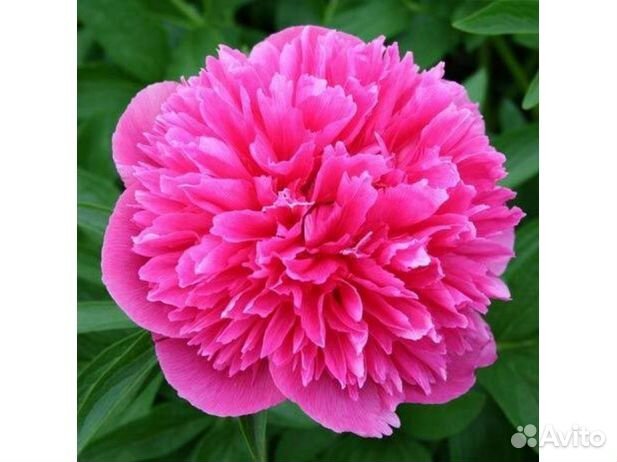 Пион Розеа Плена