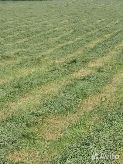 Сено люцерны в тюках