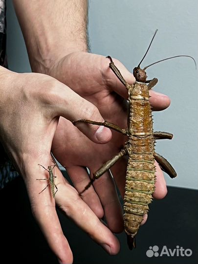 Новогвинейский палочник