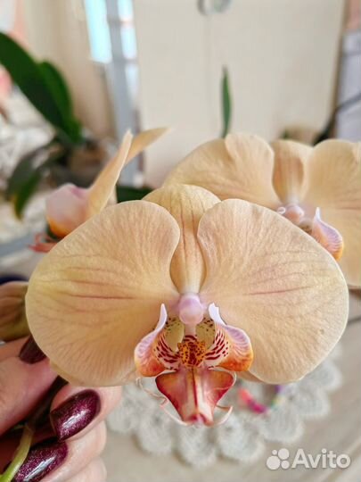 Орхидея фаленопсис