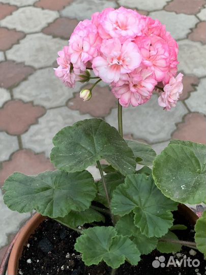 Пеларгония герань та Рафаэлла