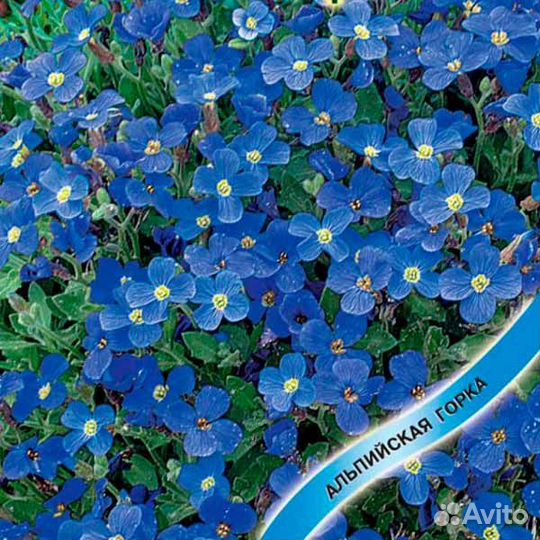 Обриета рассада