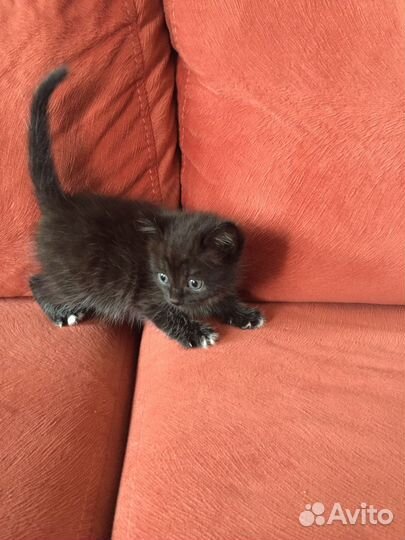 Девочка в добрые руки