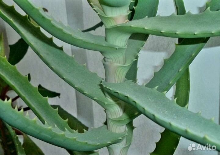 Алоэ лечебный