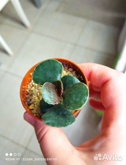 Адромискус. Суккуленты. Сортовые адромискусы