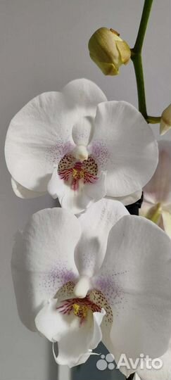 Фаленопсис микс