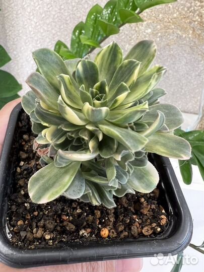 Эониум розовая ведьма