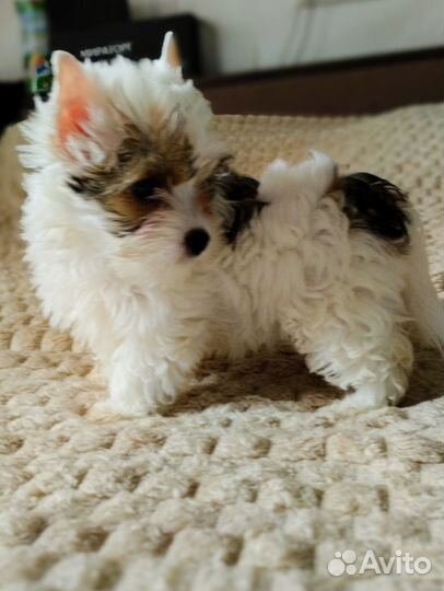 Белошоколадные йорки