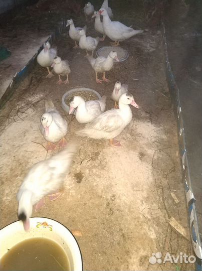 Утки муларды