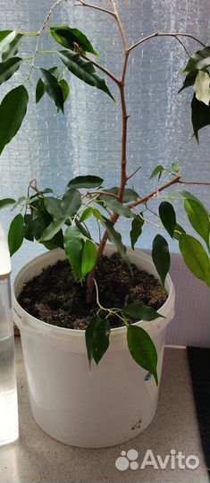 Фикус бенджамина