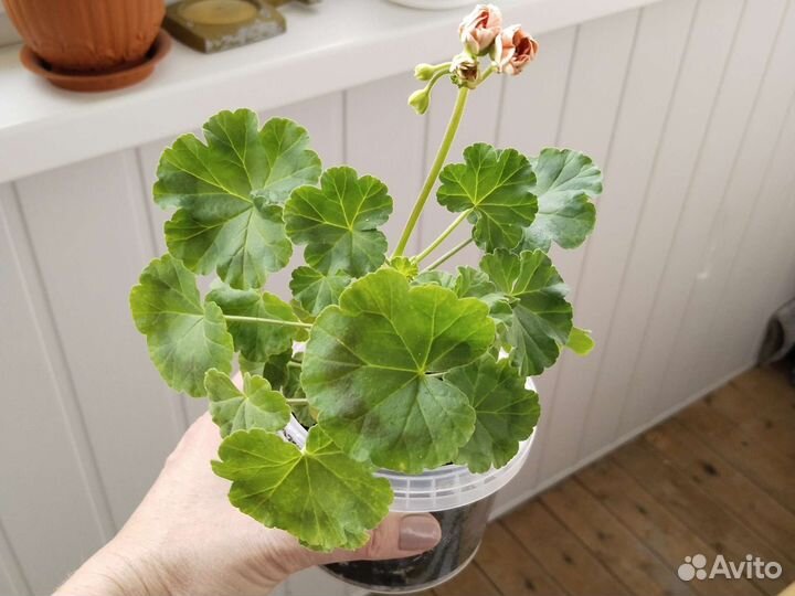 Пеларгония герань сортовая