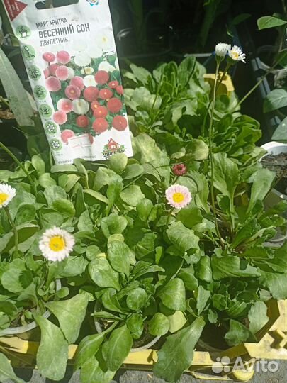 Маргаритки