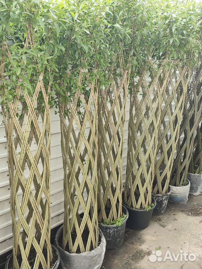 Ива плетеная дерево