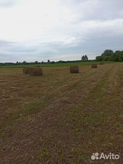 Продам сено в рулонах
