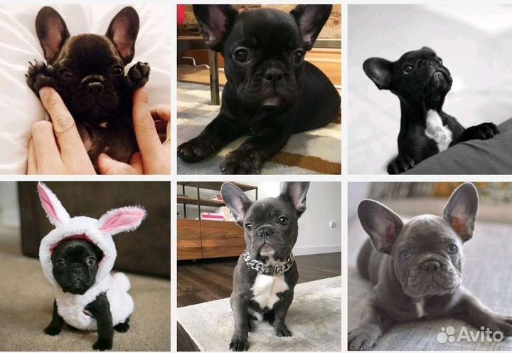 Французский бульдог
