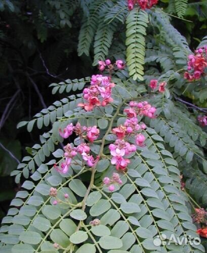 Семена комнатных растений