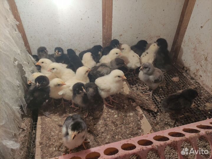 Цыплята несушки