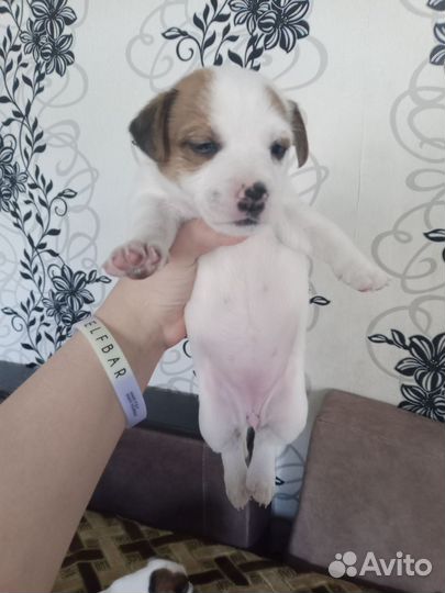 Домашние животные собаки щенки