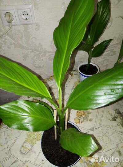 Спатифиллум королевский