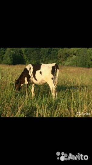 Бычки и Телочки