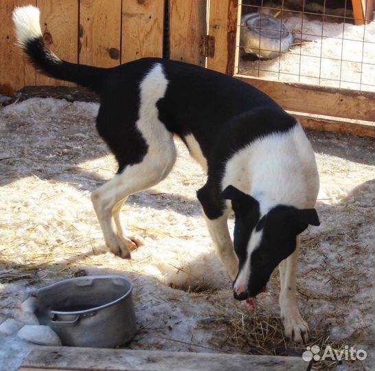 В добрые руки