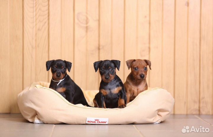 Щенки цвергпинчера