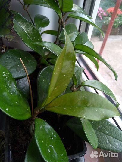 Комнатные цветы