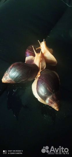Улитки ахатины бесплатно