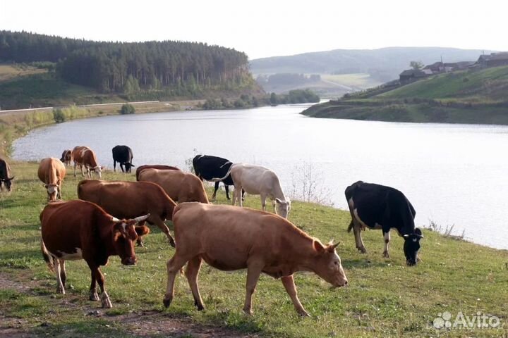 Продается фермерское хозяйство