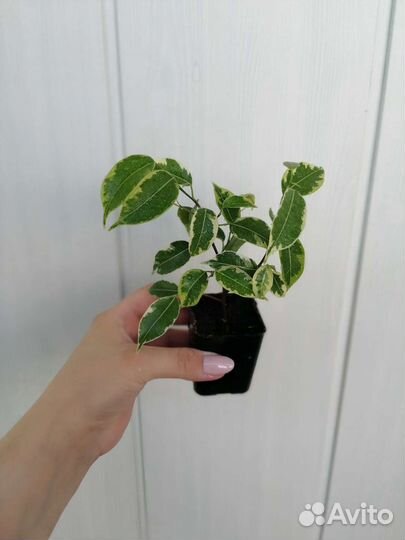 Фикус Кинки