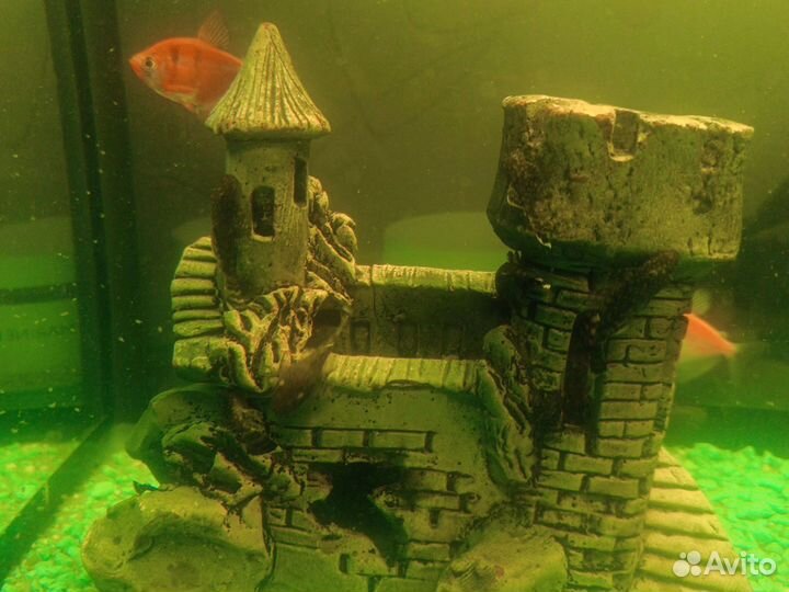 Сомики анциструсы