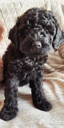 Карликовый пудель