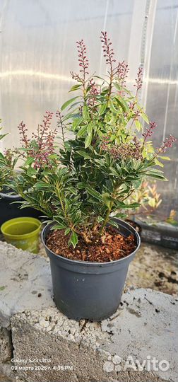 Пиерис japan вариега