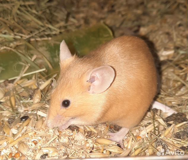 Декоративные мышки