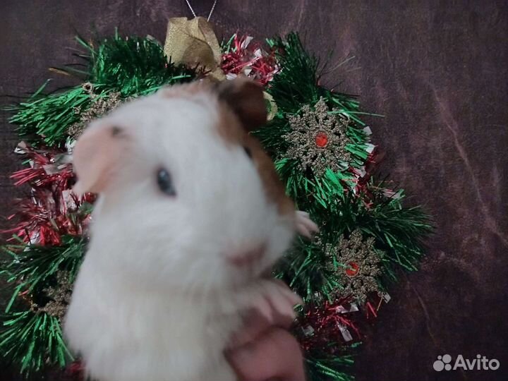 Морская свинка девочка 1 мес