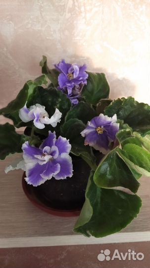 Цветы для вашего дома