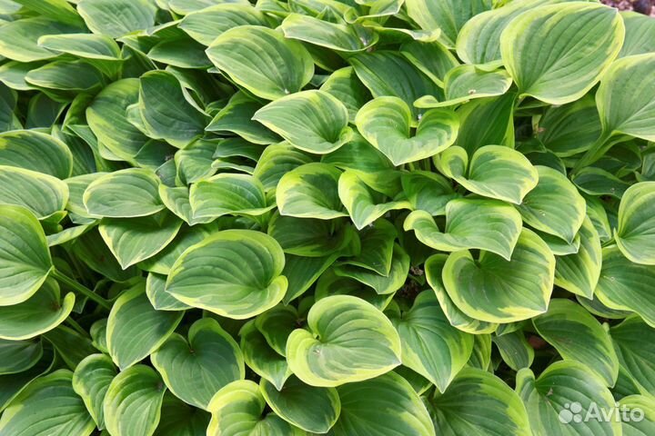 Многолетние садовые цветы