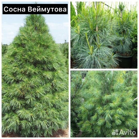 Сосна Веймутова, Румелийская, Гималайская